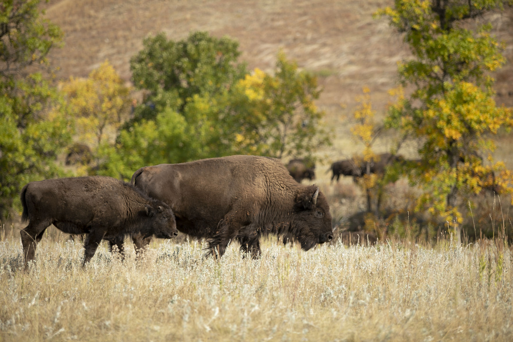 Buffalo Roundup Preview